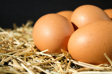five fresh raw eggs with freckles on the hay on black background