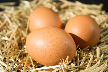 three fresh raw eggs with freckles on the hay on black background
