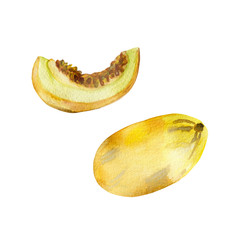 Watercolor painting of yellow melon and slice isolated on white background. Watercolor hand painted illustration. Bright fruit pattern, Wallpaper or textile illustration, tropical exotic fruit .