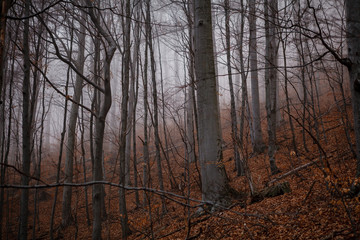 Fototapeta na wymiar Detail of beautiful trees. Autumn in the forest