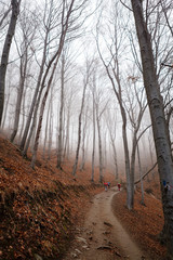 Obraz premium Detail of beautiful trees. Autumn in the forest