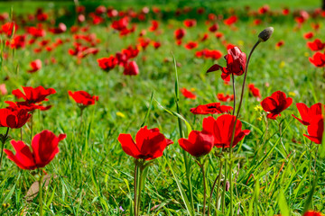 field of flowers red anemones 
