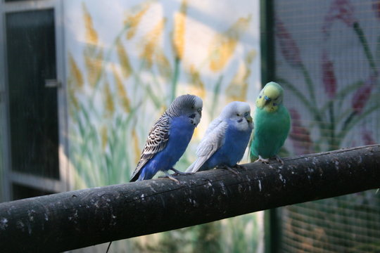 Tres Pericos