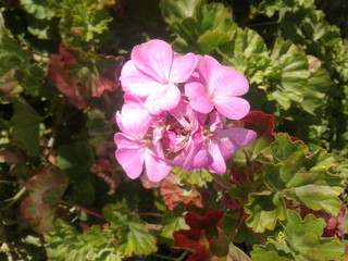 Obraz premium pink flowers in the garden