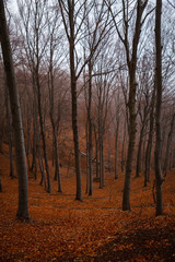 Detail of beautiful trees. Autumn in the forest