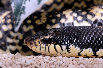 Brown venomous snake snout (opistoglifo - leioheterodon madagascariensis) called porcello snout