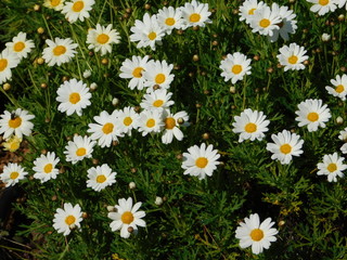 Fototapeta premium Marguerite or Paris daisies, or argyranthemum frutescens, white flowers