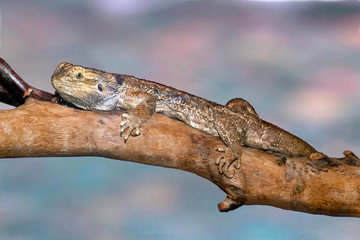 Bearded dragon (pogona vitticeps) large lizard resting on a branch