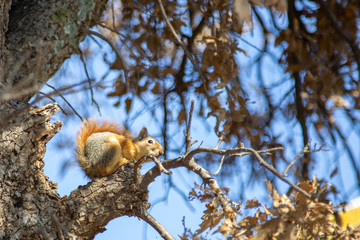 cute squirrel on tree branch