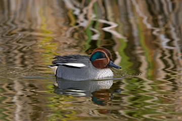 Krickente (Anas crecca) - Eurasian teal