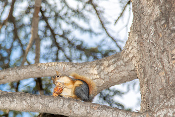 cute squirrel on tree branch