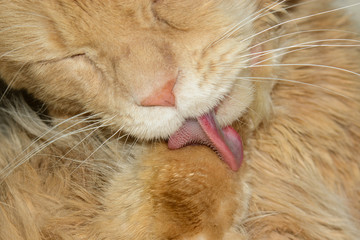 the cat is licking its fur. Ginger cat washes. Cat's tongue, close-up.