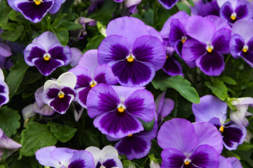 Fototapeta premium Background of purple pansies