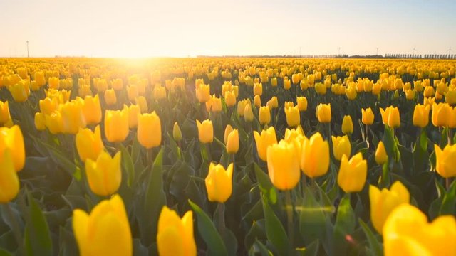 Yellow tulips in a field during a beautiful spring sunset in Holland.