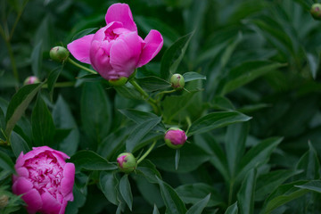 violet-pink peony flowers 