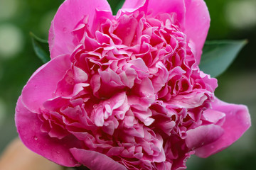 Pink peony flower close up 