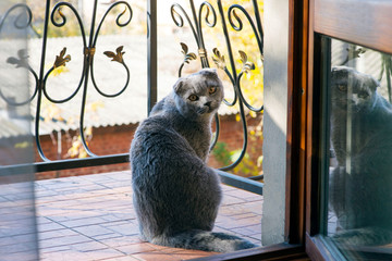 A cute cat is sitting on the balcony with a wrought-iron fence, with a warm autumn day looking at the owner with a request. Wants to walk. Scottish Fold breed.