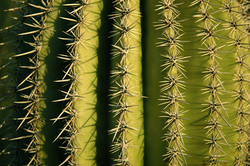 Saguaro