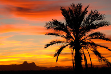 Fototapeta na wymiar Silhouette of palm at sunset