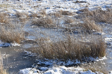 gefrorene überfutete Wiese