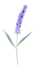Watercolor lavender 3