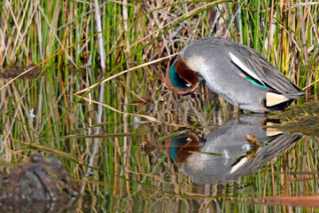 Krickente (Anas crecca) - Eurasian teal