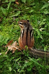 Chipmunk looking around