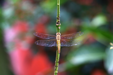 dragonfly on a branch