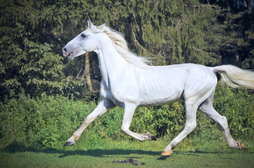 Plakat running white beautiful Orlov trotter stallion in paddock.