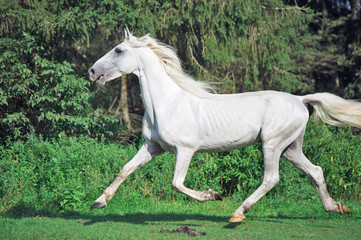 Obraz na płótnie Canvas running white beautiful Orlov trotter stallion in paddock.
