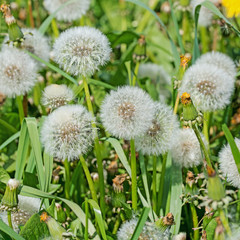L&ouml;wenzahn, Taraxacum, Pusteblumen