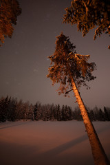 Lopsided pine illuminated by bonfire in winter scenery.
