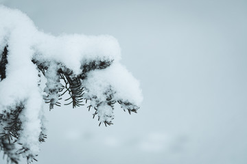 Snowy branch on winter day