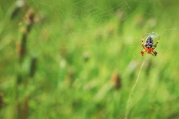 a spider in a web