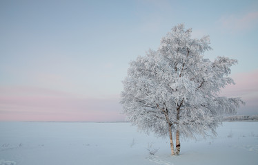 Frozen birch on winter day in Northern Finland