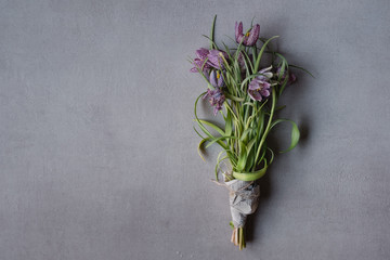 Frühlingsblumen auf grauem Hintergrund von oben fotografiert