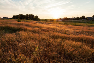 sunset on the field