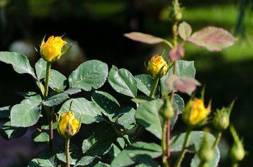 Beautiful roses bloomed in city park