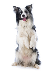 Border collie sitting on his hind legs on white background