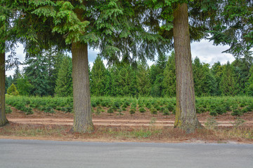 Tree farm field with planting stock at the road