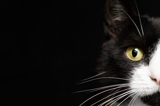 Demi visage d'un petit chat noir et blanc