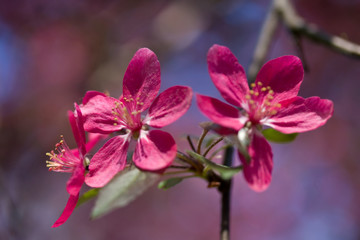 Fototapeta na wymiar Closeup of a fruit tree blooming