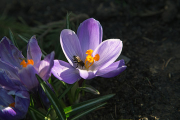 Fototapeta premium spring crocus flowers