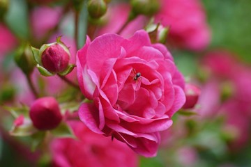 Beautiful roses in the garden, climbers or ramblers