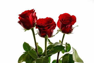 Gorgeous red roses close up view isolated. Beautiful backgrounds. Red Roses backgrounds. Valentine day backgrounds.
