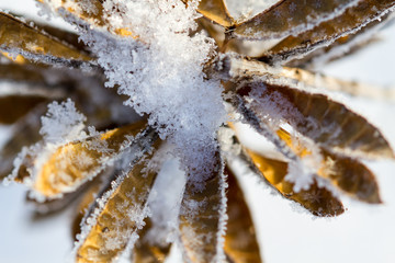 Dried lupine covered with snow