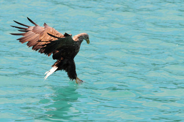 Diving on the prey in crystal clear water 