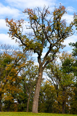 Fototapeta na wymiar A unusual tree in city park