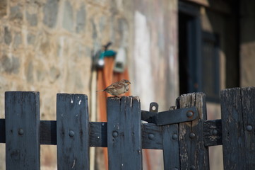 A bird on a fence