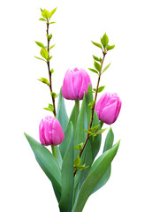 Bouquet of pink tulips and poplar branches on a white background. Spring composition of flowers for Easter, Women's Day and other holidays, isolated.